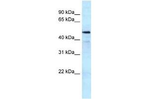 WB Suggested Anti-KAT5 Antibody Titration: 1. (KAT5 anticorps  (C-Term))