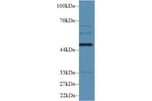 Western Blot; Sample: Human HepG2 cell lysate; Primary Ab: 2µg/ml Rabbit Anti-Rat WARS Antibody Second Ab: 0. (WARS anticorps  (AA 140-347))