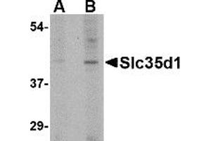 Western Blotting (WB) image for anti-Solute Carrier Family 35 (UDP-Glucuronic Acid/UDP-N-Acetylgalactosamine Dual Transporter), Member D1 (SLC35D1) (C-Term) antibody (ABIN1030675) (SLC35D1 anticorps  (C-Term))