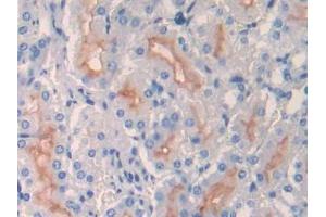 IHC-P analysis of Mouse Kidney Tissue, with DAB staining. (MME anticorps  (AA 455-750))