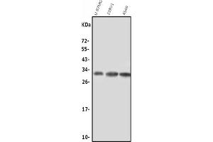 Western blot analysis of NGF using anti-NGF antibody (ABIN7602750).