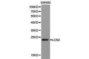 Western Blotting (WB) image for anti-Lipocalin 2 (LCN2) antibody (ABIN1873521) (Lipocalin 2 anticorps)