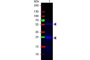 Western Blot of Donkey anti-Guinea Pig IgG Fluorescein Conjugated Antibody.