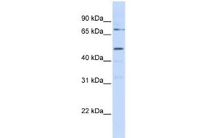 WB Suggested Anti-KREMEN1 Antibody Titration:  0. (KREMEN1 anticorps  (N-Term))