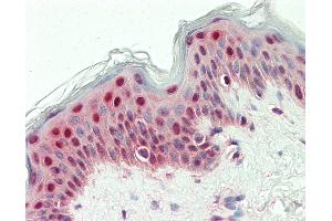 Anti-SYNCRIP / HnRNP Q antibody IHC staining of human skin. (SYNCRIP anticorps  (HRP))