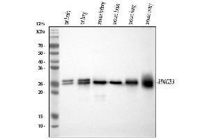 Western blot analysis of HMGB3 using anti-HMGB3 antibody (ABIN7603127). (HMGB3 anticorps  (N-Term))