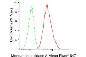 anti-Monoamine Oxidase A (MAOA) antibody