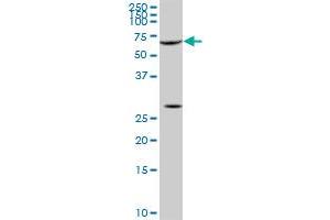 SRF monoclonal antibody (M03), clone 1E1.
