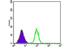 Flow cytometric analysis of K562 cells using CDK5 mouse mAb (green) and negative control (purple).