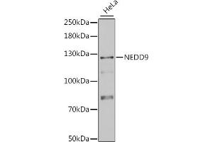 Western blot analysis of extracts of HeLa cells, using NEDD9 antibody (ABIN1873870) at 1:1000 dilution. (NEDD9 anticorps)