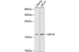 Western blot analysis of extracts of various cell lines using SRP19 Polyclonal Antibody at dilution of 1:1000. (SRP19 anticorps)