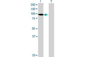 Western Blot analysis of PTPN22 expression in transfected 293T cell line by PTPN22 MaxPab polyclonal antibody.