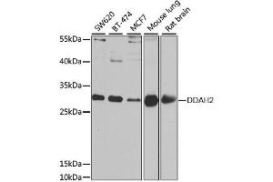 Western blot analysis of extracts of various cell lines, using DDAH2 antibody. (DDAH2 anticorps  (AA 1-285))