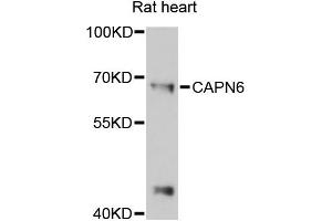 Western blot analysis of extracts of rat heart, using CAPN6 antibody (ABIN6290227) at 1:3000 dilution. (Calpain 6 anticorps)