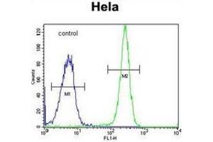 anti-Hyaluronidase-2 (HYAL2) (AA 388-416), (C-Term) antibody
