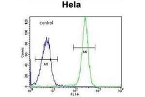Flow cytometric analysis of Hela cells using HYAL2 Antibody (C-term) Cat. (HYAL2 anticorps  (C-Term))