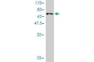 Western Blot detection against Immunogen (67.