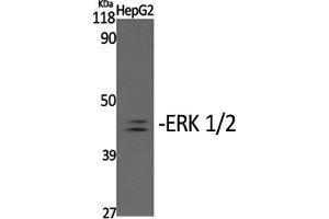 Western Blotting (WB) image for anti-Mitogen-Activated Protein Kinase 1/3 (MAPK1/3) (pTyr204) antibody (ABIN5960952) (ERK1/2 anticorps  (pTyr204))