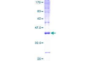 Image no. 1 for CKLF-Like MARVEL Transmembrane Domain Containing 5 (CMTM5) (AA 1-156) protein (GST tag) (ABIN1349795)