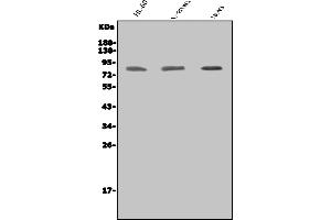 Western blot analysis of IKKi/IKKe/IKBKE using anti-IKKi/IKKe/IKBKE antibody (ABIN7601292).