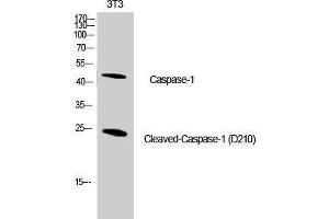 Western Blot analysis of NIH-3T3 cells using Cleaved-CASP1 (D210) Polyclonal Antibody at dilution of 1:1000. (Caspase 1 anticorps  (Cleaved-Asp210))
