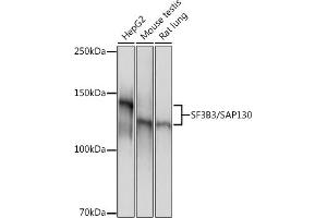 Western blot analysis of extracts of various cell lines, using SF3B3/S Rabbit mAb (ABIN7270544) at 1:1000 dilution. (SF3B3 anticorps)