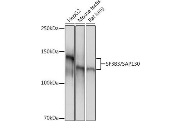 SF3B3 anticorps