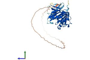 AlphaFold protein structure predicition of Mouse Recombinant Fbl Protein, UniprotID P35550