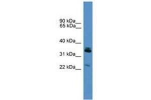 Image no. 1 for anti-Synaptoporin (SYNPR) (AA 91-140) antibody (ABIN6746589) (Synaptoporin anticorps  (AA 91-140))