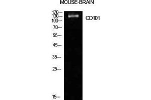 Western Blot (WB) analysis of Mouse Brain cells using CD101 Polyclonal Antibody. (CD101 anticorps  (Internal Region))