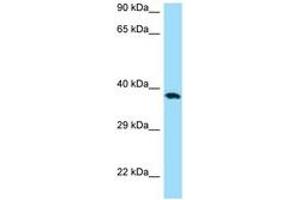 Image no. 1 for anti-CD276 (CD276) (C-Term) antibody (ABIN6748474) (CD276 anticorps  (C-Term))