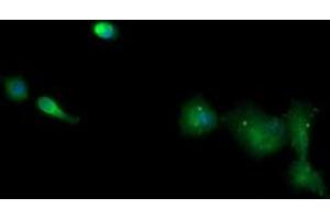 Immunofluorescence (IF) image for anti-T-cell surface glycoprotein CD1c (CD1C) antibody (ABIN1497190) (CD1c anticorps)
