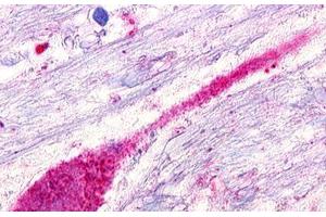 anti-G Protein-Coupled Receptor 173 (GPR173) (Transmembrane Domain) antibody
