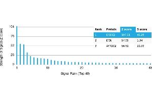 Protein Array (PAr) image for anti-Decorin (DCN) antibody (ABIN7456220)
