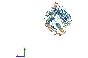 AlphaFold protein structure predicition of Human Recombinant ZNF383 Protein, UniprotID Q8NA42