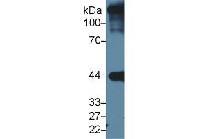Western Blot; Sample: Mouse Heart lysate; Primary Ab: 1µg/ml Rabbit Anti-Human ACTC1 Antibody Second Ab: 0.