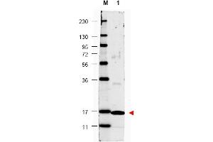 Image no. 1 for anti-Interleukin 17A (IL17A) antibody (ABIN401100) (Interleukin 17a anticorps)