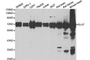 Western Blotting (WB) image for anti-Dihydrolipoyl Transacetylase (DLAT) antibody (ABIN1980304)