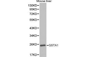 Western Blotting (WB) image for anti-Glutathione S-Transferase alpha 1 (GSTA1) (AA 1-222) antibody (ABIN3022279) (GSTA1 anticorps  (AA 1-222))
