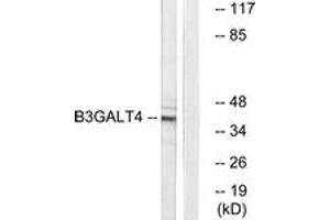 Western Blotting (WB) image for anti-UDP-Gal:betaGlcNAc beta 1,3-Galactosyltransferase, Polypeptide 4 (B3GALT4) (AA 181-230) antibody (ABIN2890160) (B3GALT4 anticorps  (AA 181-230))