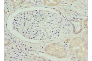 Immunohistochemistry of paraffin-embedded human kidney tissue using ABIN7162309 at dilution of 1:100 (Osteocalcin anticorps  (AA 52-100))