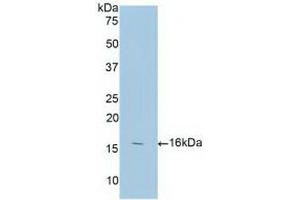 Detection of Recombinant ANXA3, Human using Polyclonal Antibody to Annexin A3 (ANXA3) (Annexin A3 anticorps  (AA 190-312))