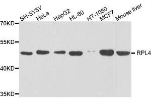Western blot analysis of extracts of various cell lines, using RPL4 antibody. (RPL4 anticorps  (AA 1-240))