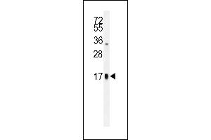TSH-alpha Antibody (C-term) (ABIN655867 and ABIN2845273) western blot analysis in HepG2 cell line lysates (35 μg/lane). (CGA anticorps  (C-Term))
