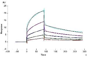 Human Nectin-4, hFc Tag captured on CM5 Chip via Protein A can bind Biotinylated Human Nectin-1, His-Avi Tag with an affinity constant of 22.