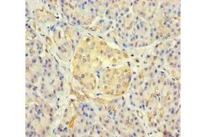 Immunohistochemistry of paraffin-embedded human pancreatic tissue using ABIN7165478 at dilution of 1:100 (FAM234B anticorps  (AA 401-622))