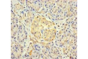 Immunohistochemistry of paraffin-embedded human pancreatic tissue using ABIN7165478 at dilution of 1:100