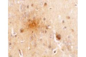 Immunohistochemistry of SEC62 in mouse brain tissue with SEC62 antibody at 5 ug/mL. (SEC62 anticorps  (C-Term))