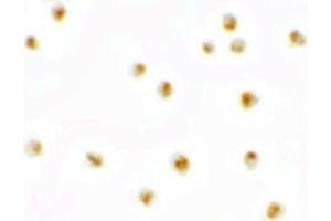 Immunocytochemistry of PIERCE1 in A20 cells with PIERCE1 antibody at 2. (C9ORF116 anticorps  (N-Term))