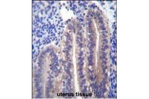 ANGPTL7 Antibody (C-term) (ABIN656573 and ABIN2845834) immunohistochemistry analysis in formalin fixed and paraffin embedded human uterus tissue followed by peroxidase conjugation of the secondary antibody and DAB staining.